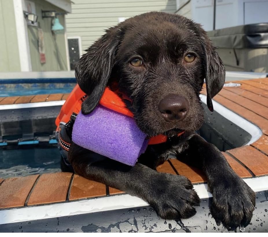 small puppy in above ground pool using the DOK as a dog pool ladder
