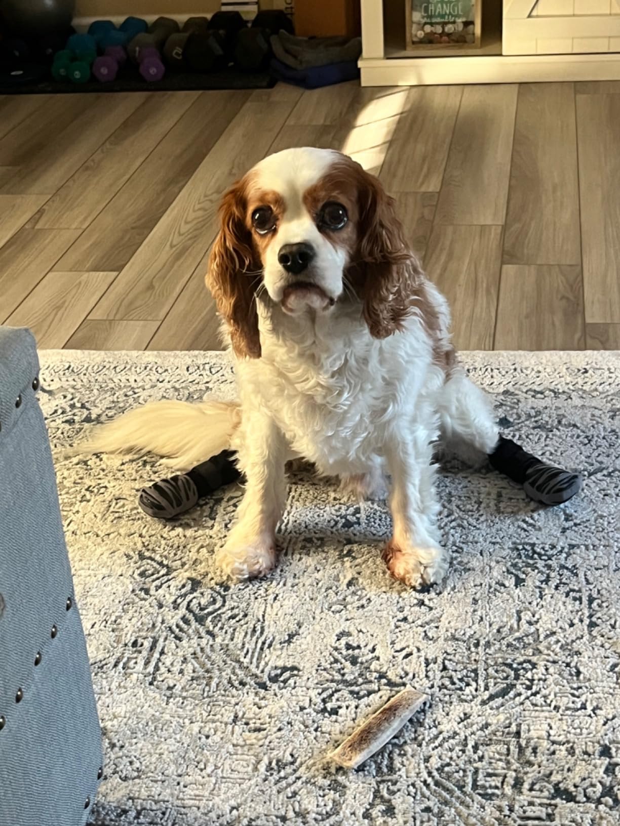old dog with lower hind mobility issues that is no able to walk because of TigerToes traction socks for senior dogs