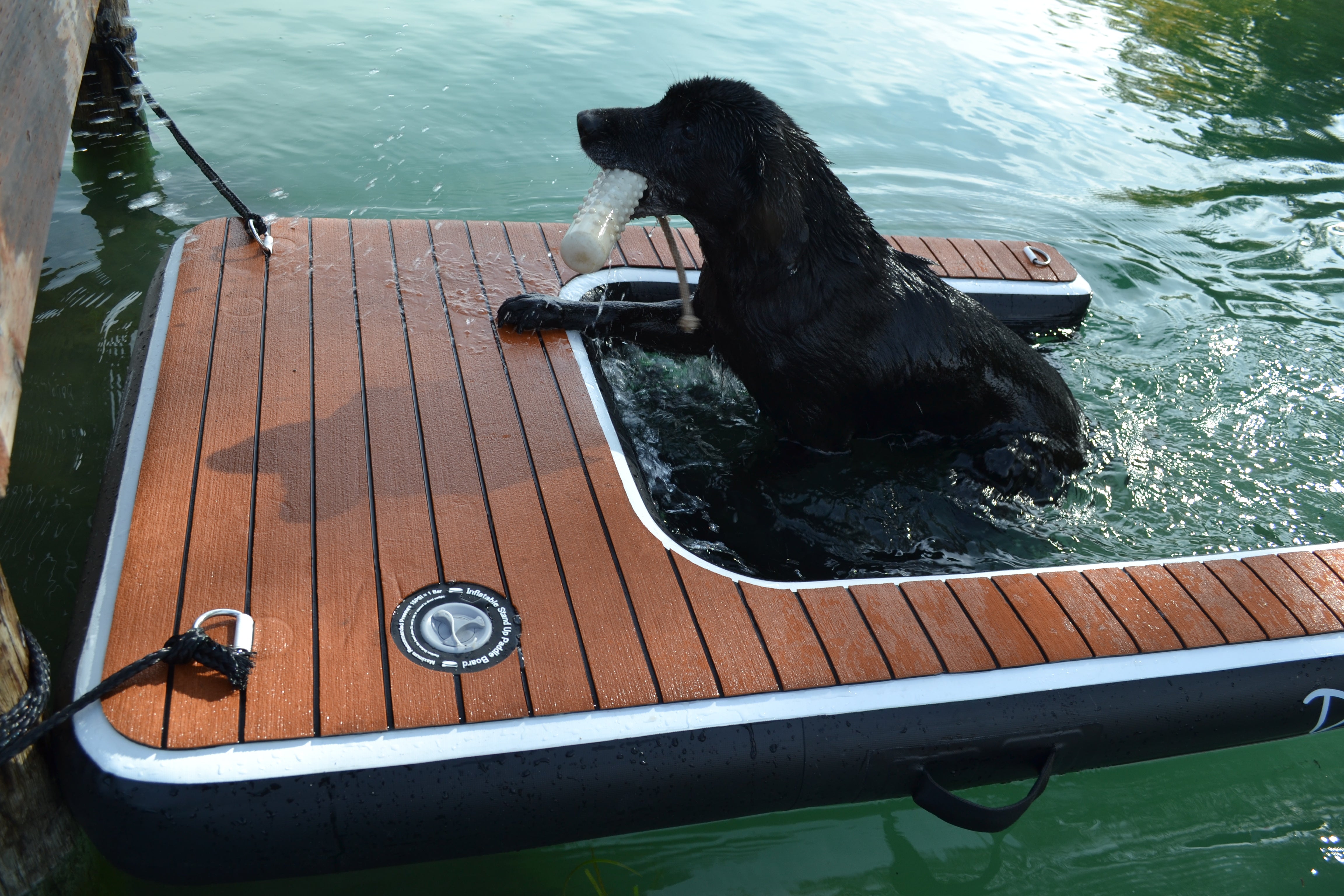 dog boat ramp