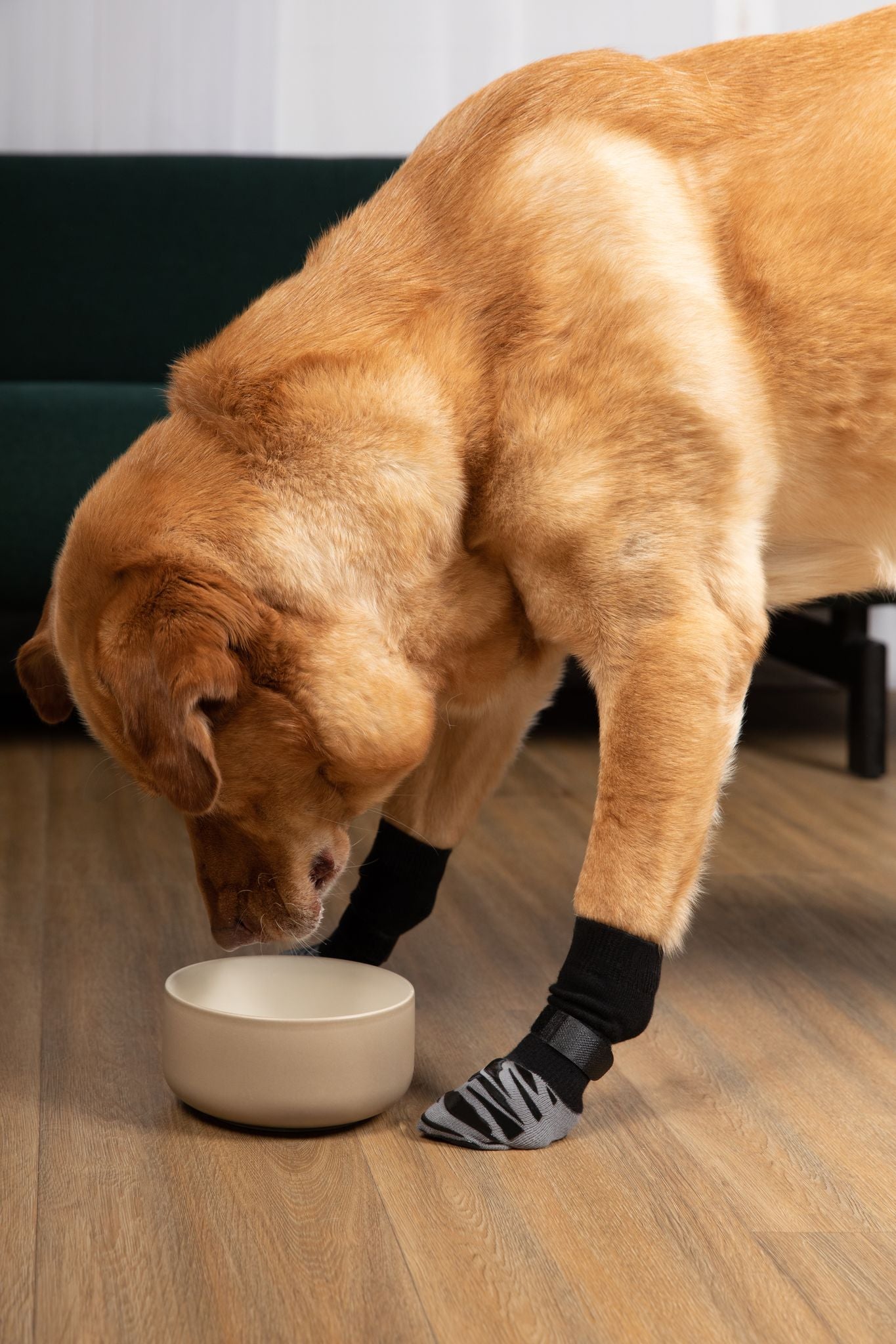 dog booties