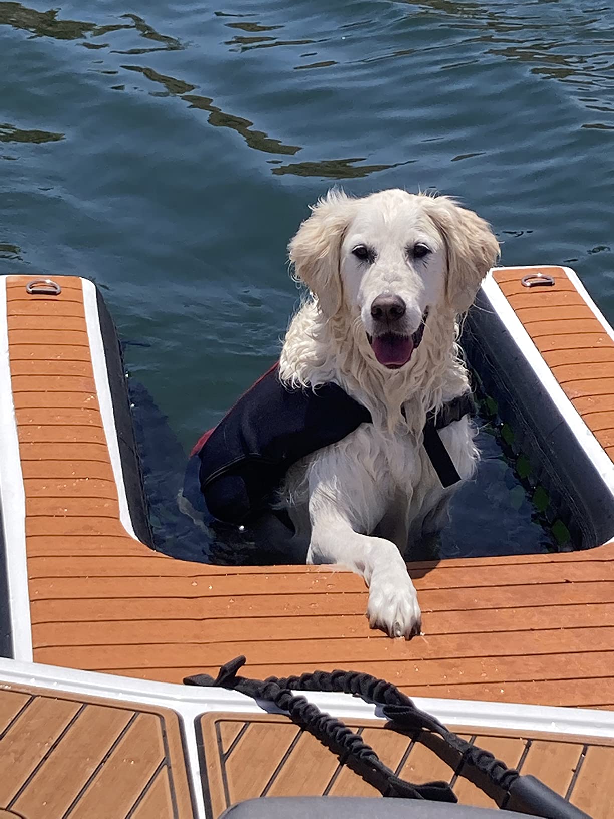 dog dok up against a boat as a labrador uses it as a dog boat ladder