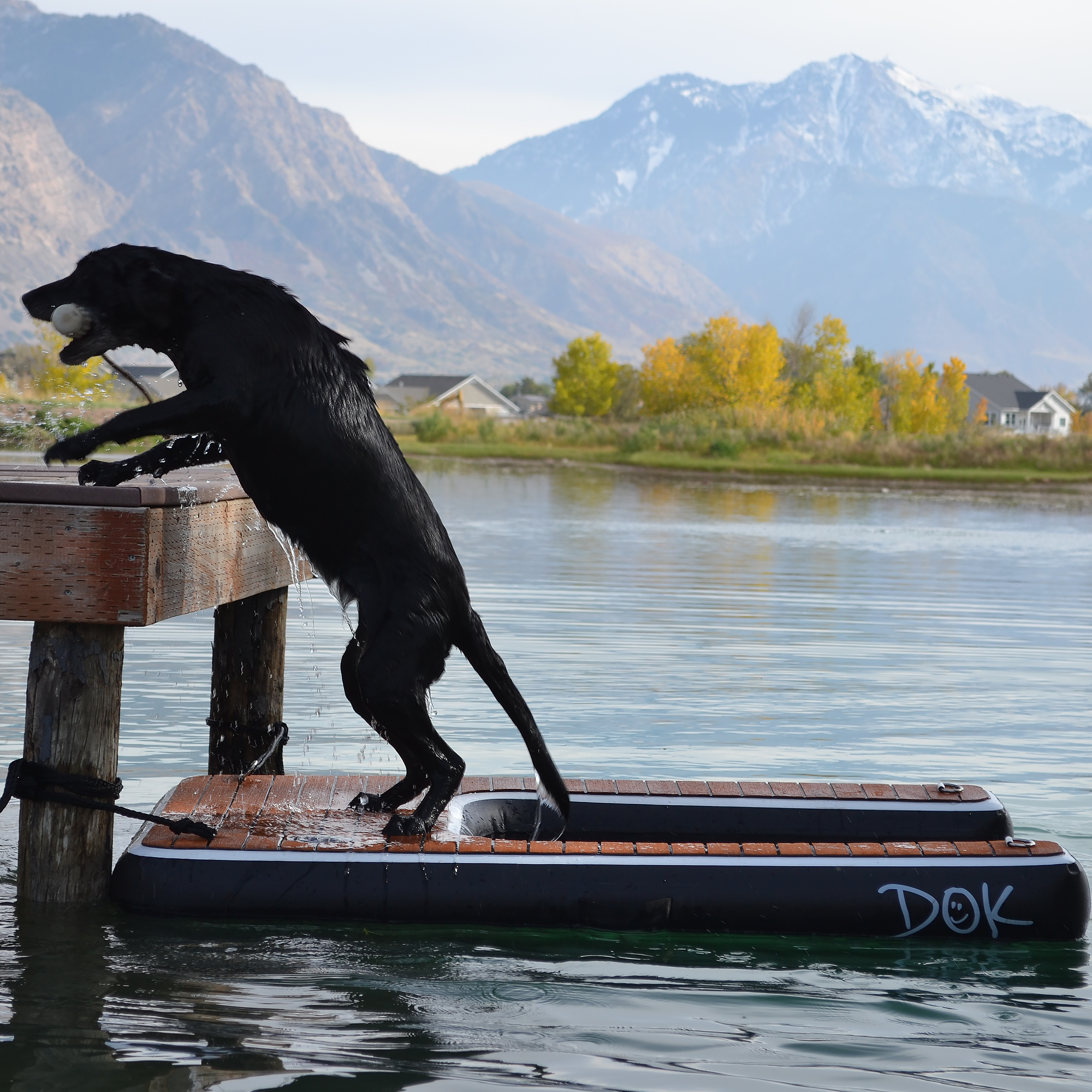 wet dog using the Dog-DOK as a dock ramp for dogs