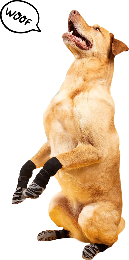 Big Labrador standing on hind legs that doesn't have dog foot licking problems anymore