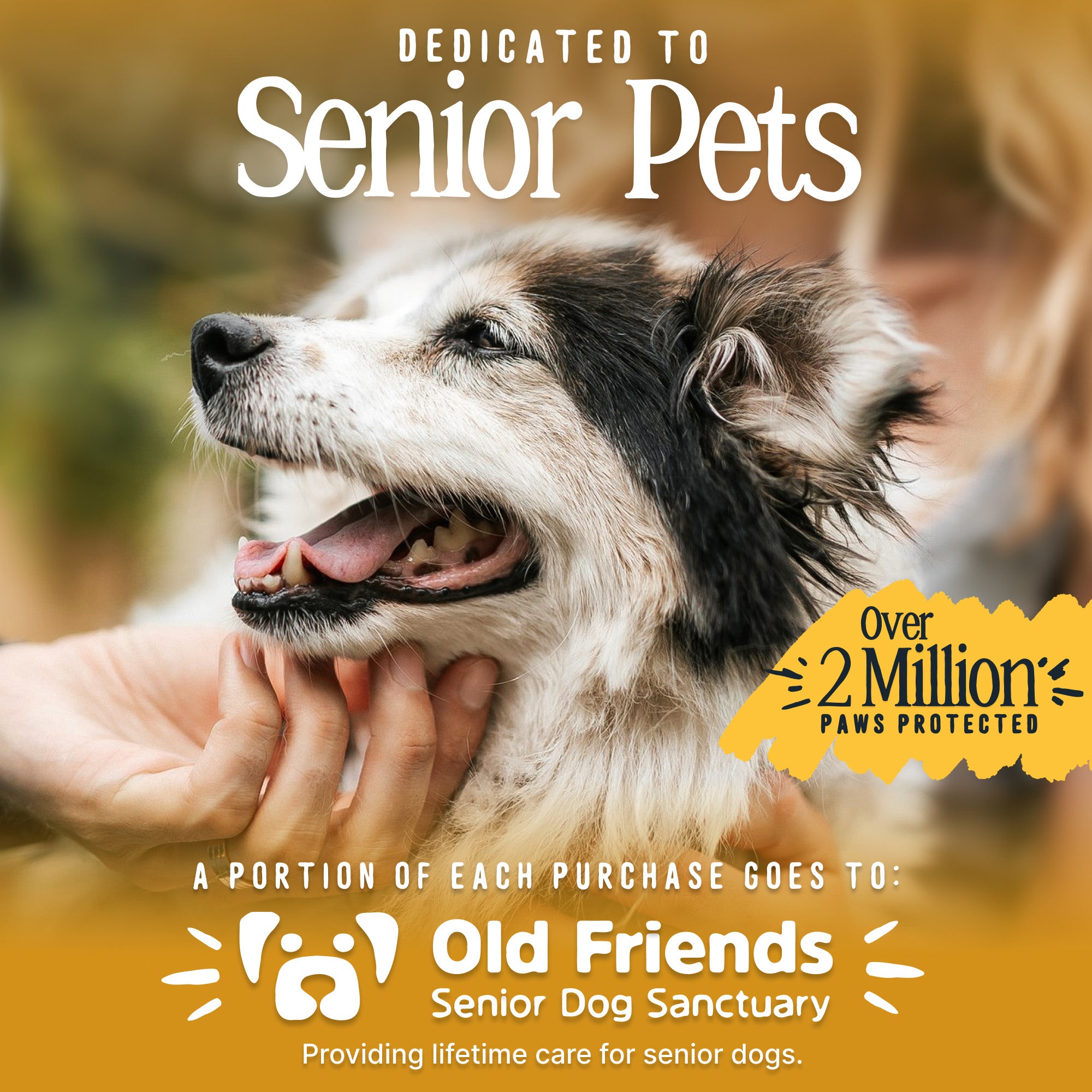 Dog being petted with text about senior pets and a charity donation.