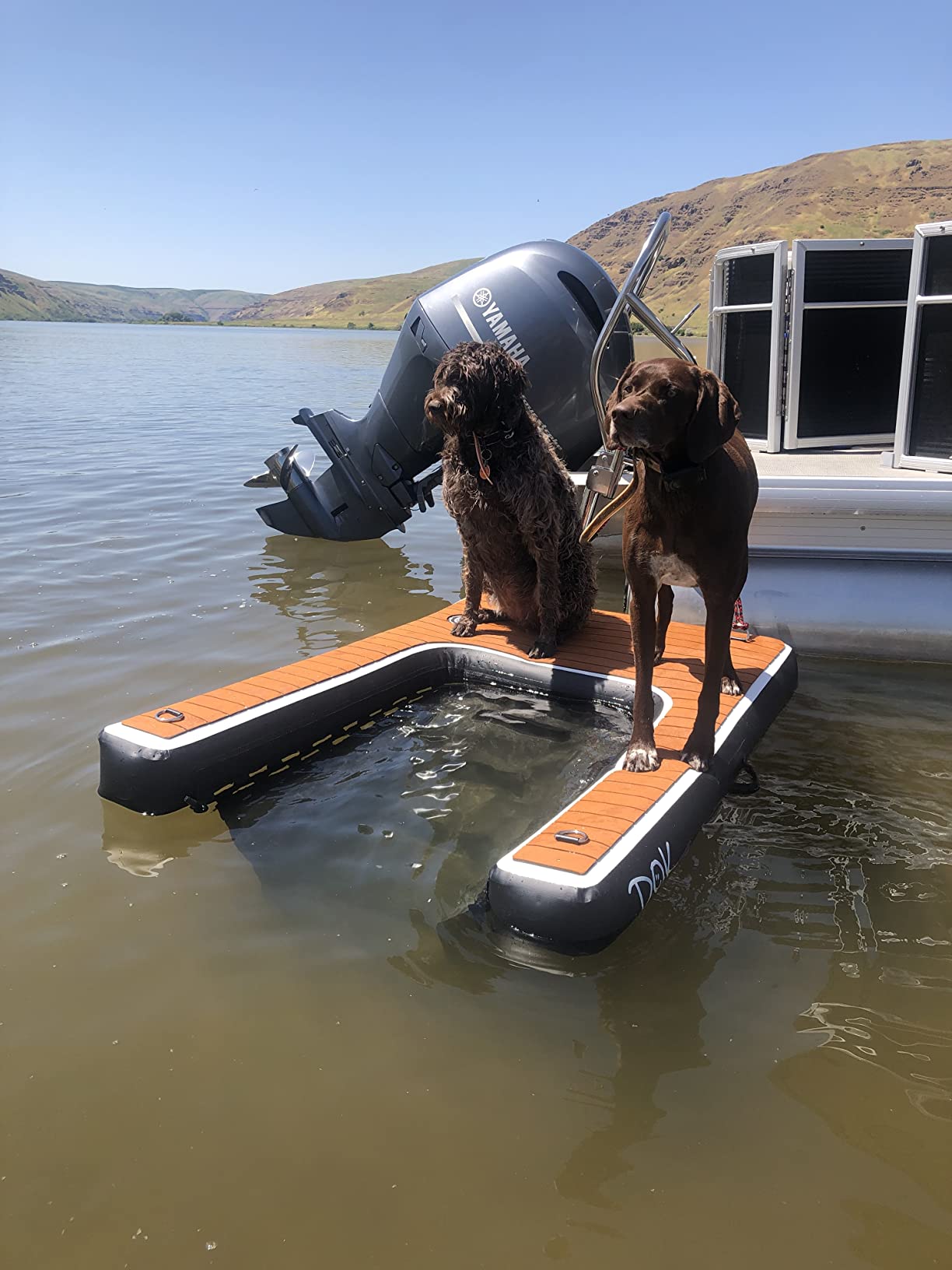 Two dogs standing on a pontoon dog ramp at the lake
