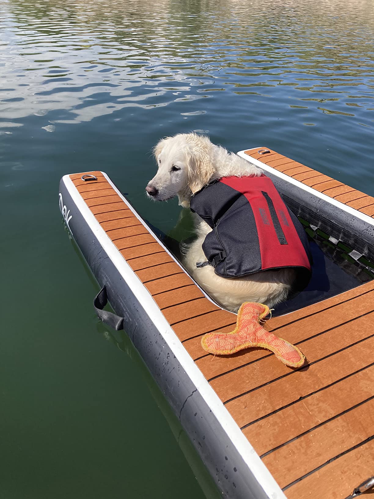 dog relaxing in mesh part of dog dok as it uses it as a dog ramp for swimming on the lake