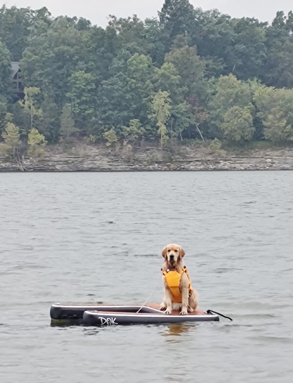 Dog sitting in middle of lake on a dog pontoon ramp