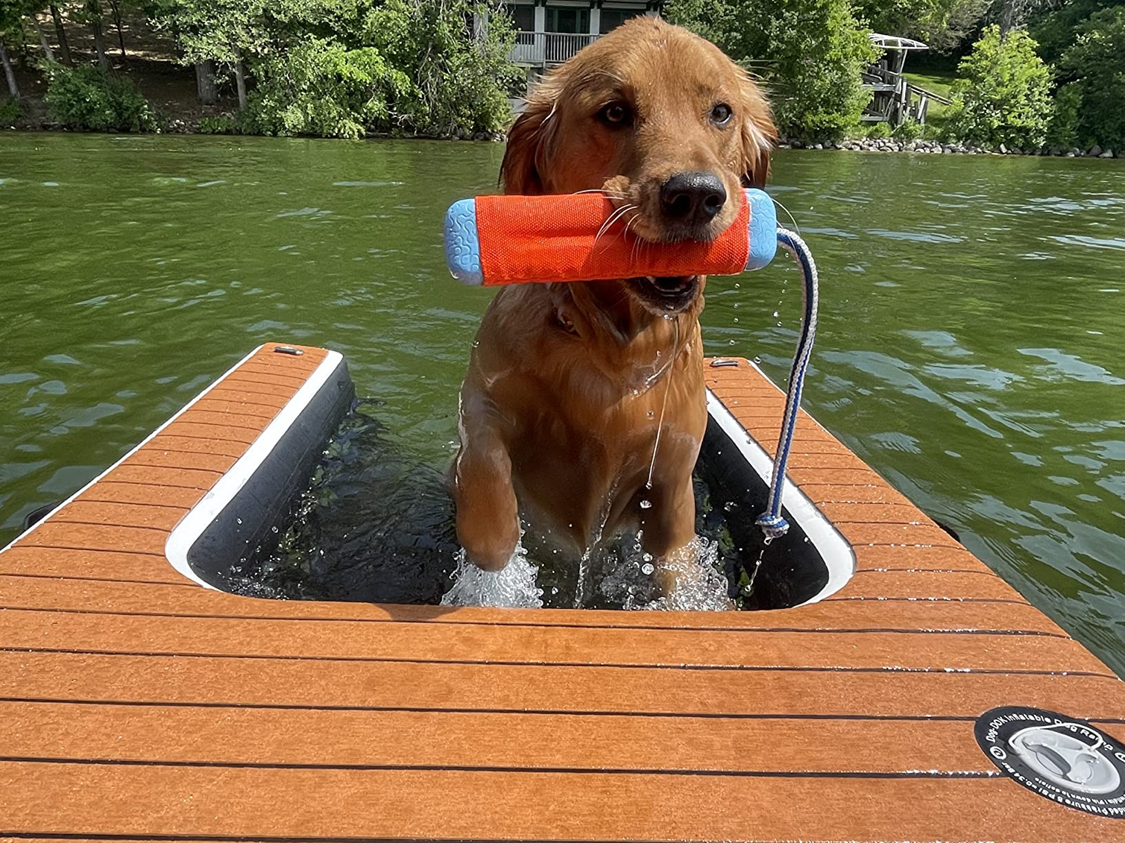 Golden Retriever sitting in a dog boat ramp while holding a floating lake toy in its mouth