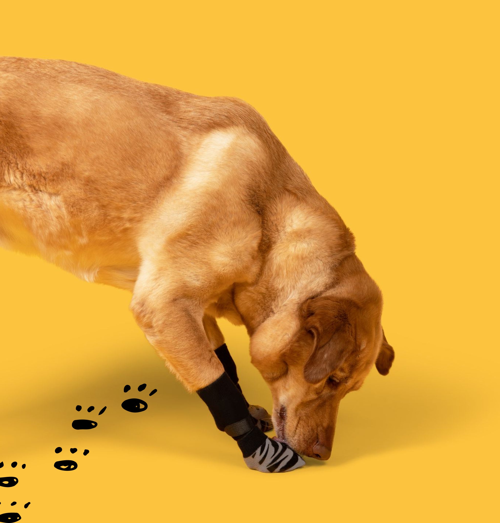 Dog is licking his paws but the TigerToes are preventing dog from licking paws