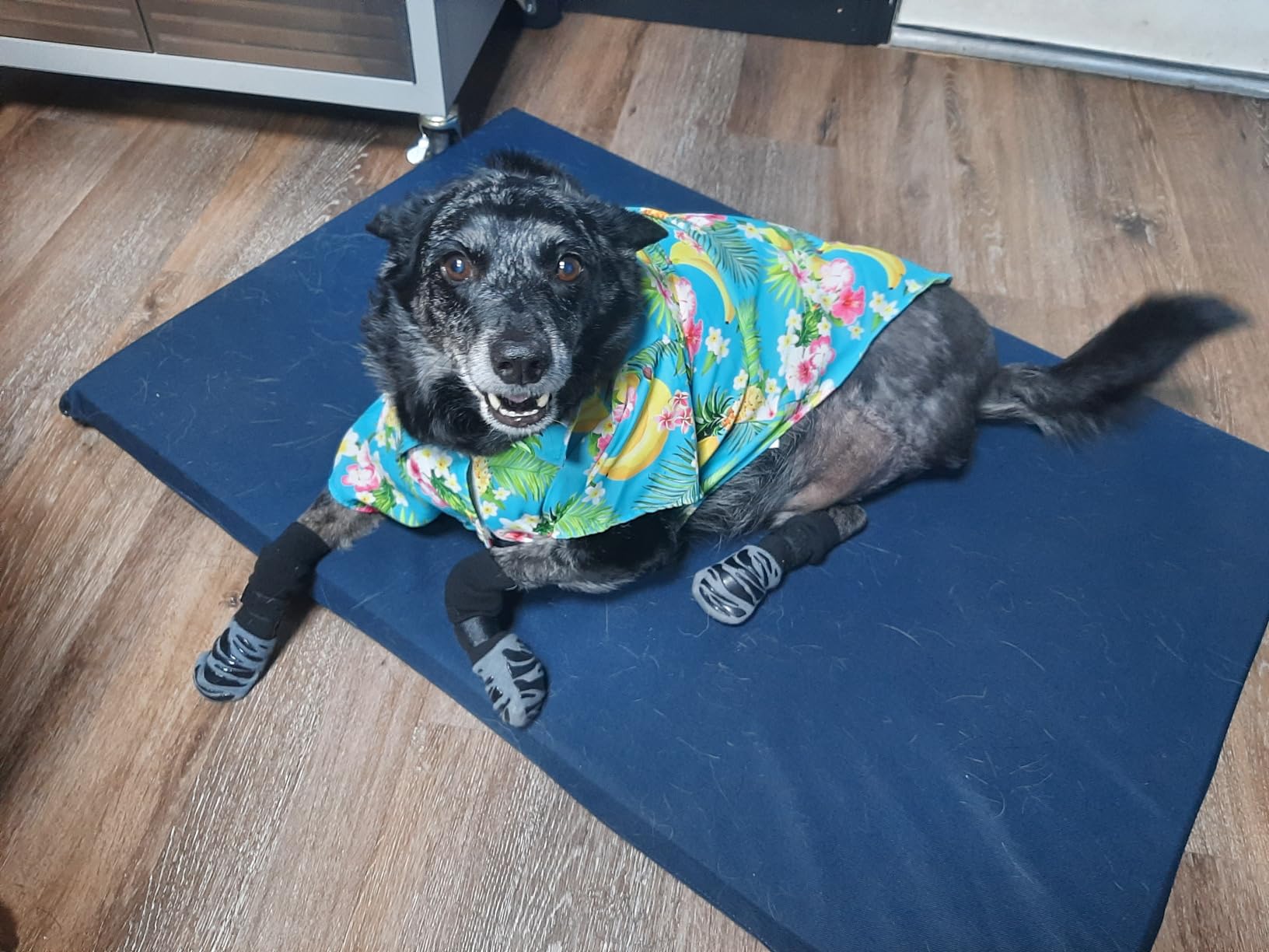 A dog with amputed leg wearing the TigerToes dog grip socks
