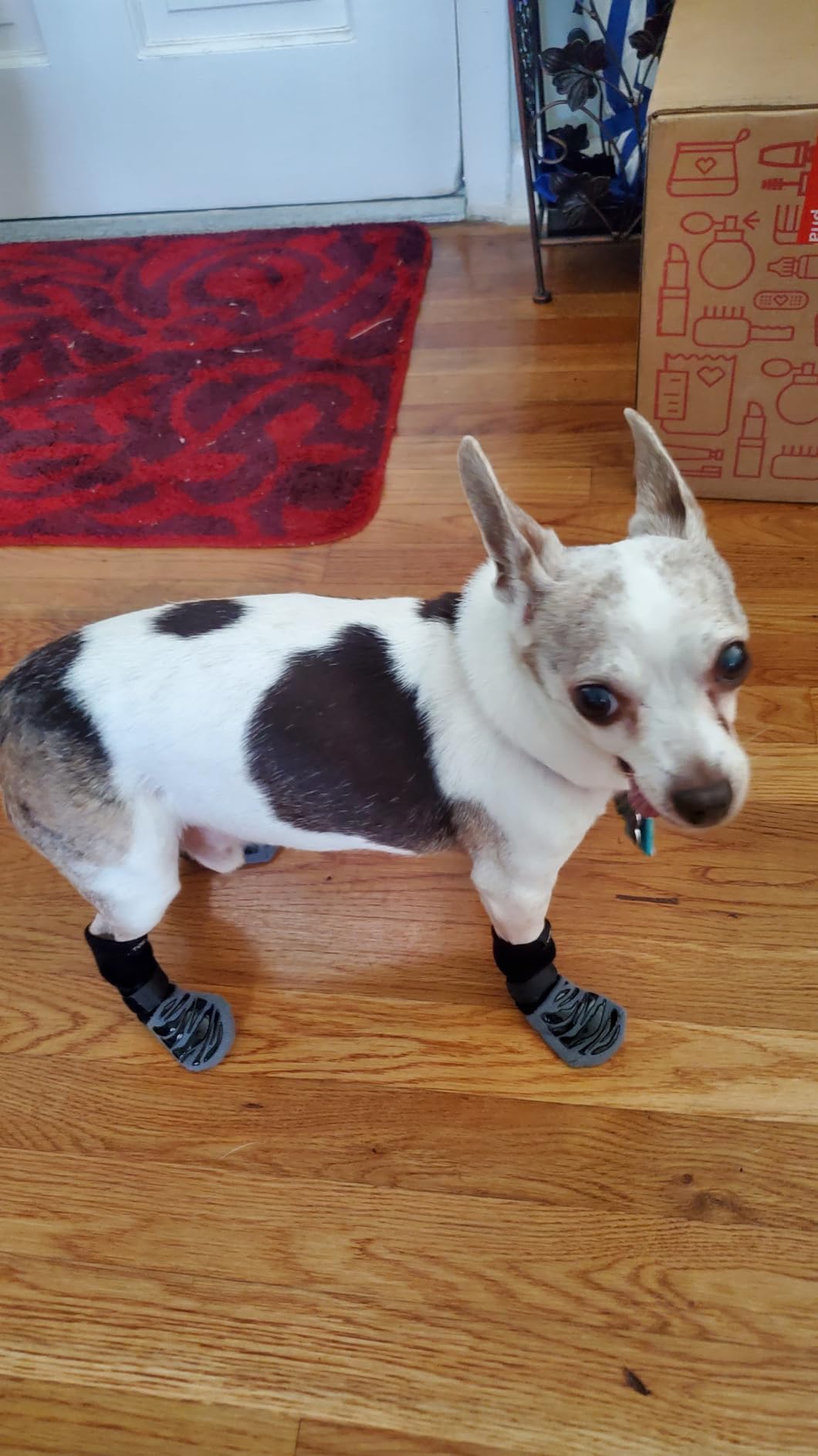 small old dog wearing TigerToes non skid dog socks on hardwood floors