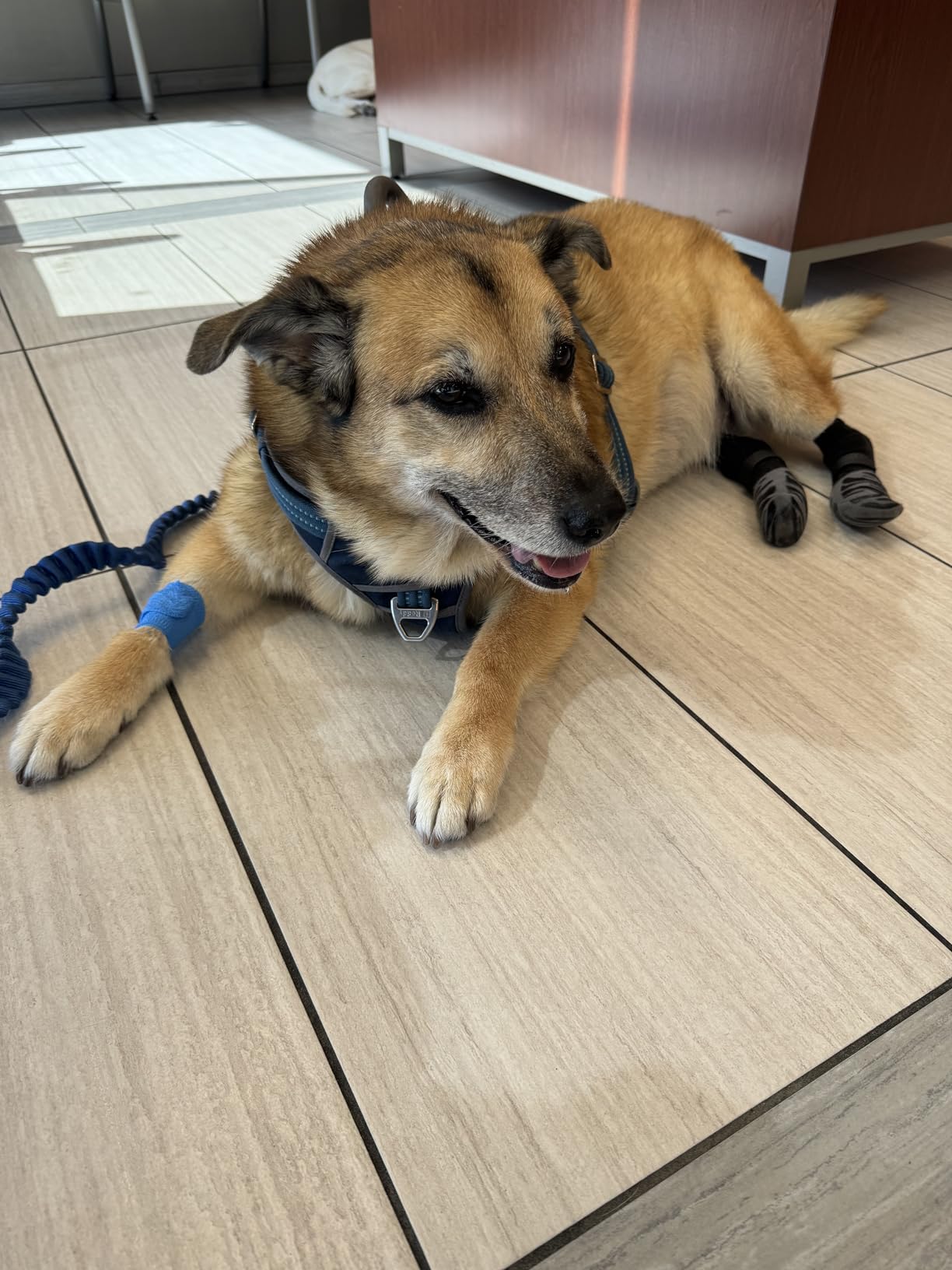 Senior dog on tile that has gotten their mobility back and is wearing the dog grip socks on the back two legs