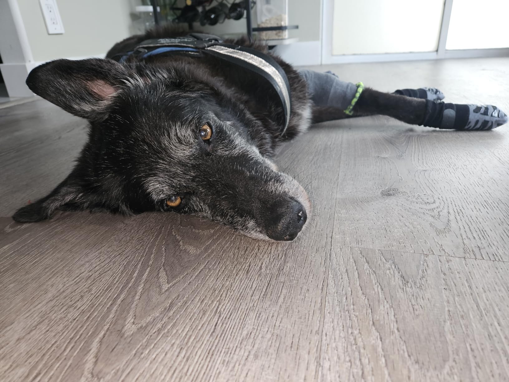 Sweet old dog laying on laminate flooring while wearing the TigerToes anti slip dog socks