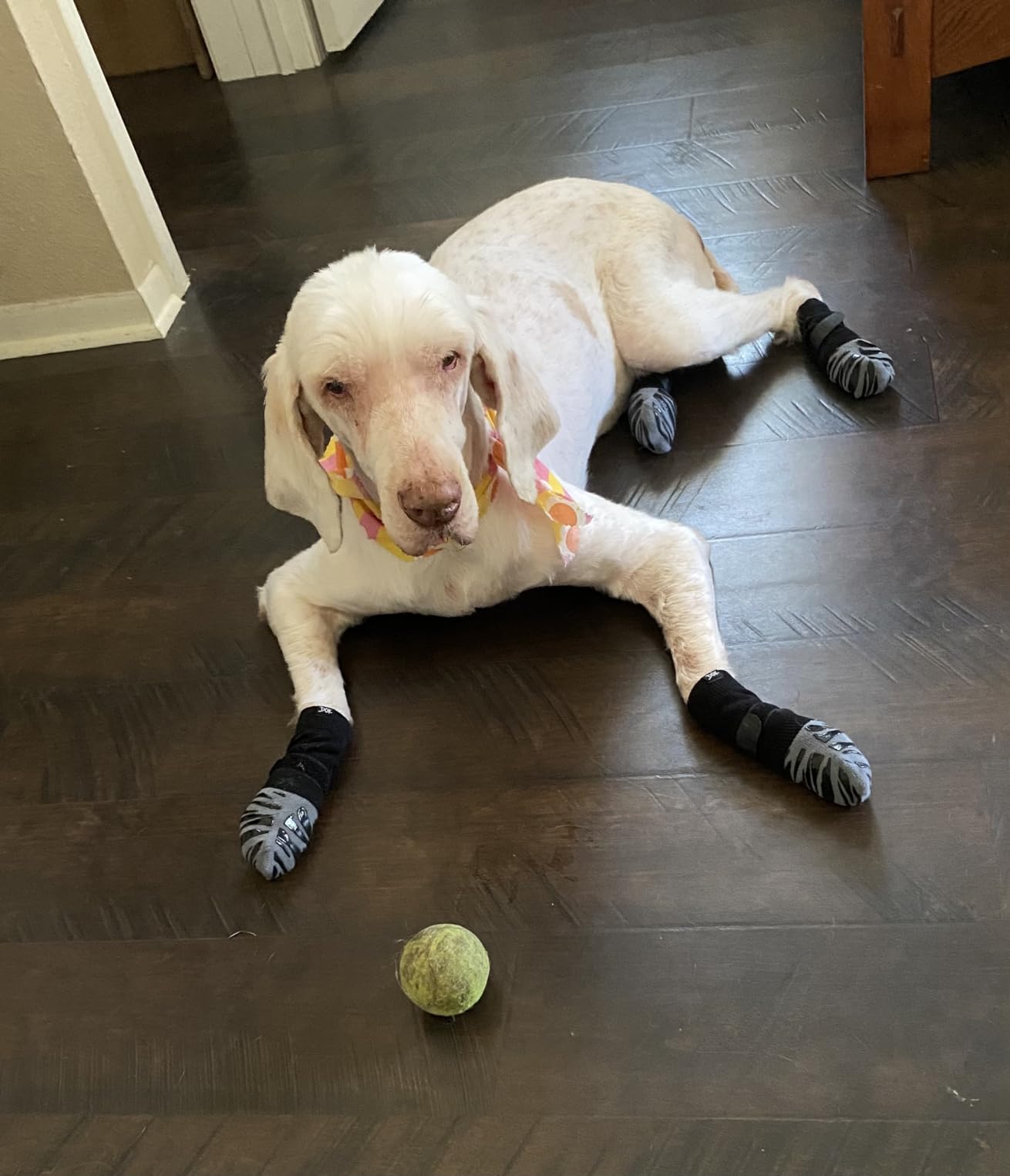 An old dog on hardwood flooring that is wearing TigerToes dog grip socks
