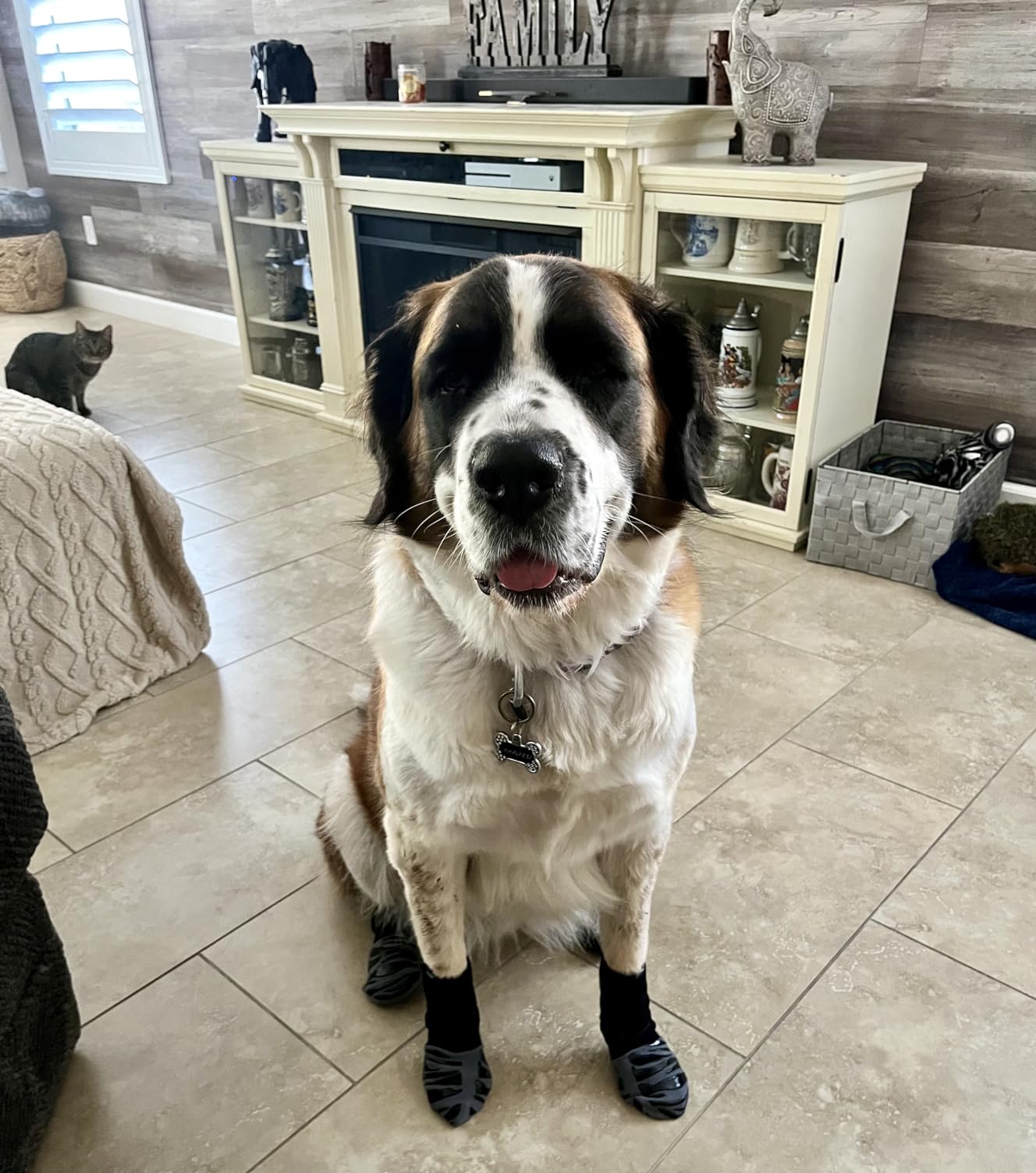St. Bernard that has gotten their mobility back on the tile floors while wearing TigerToes dog socks