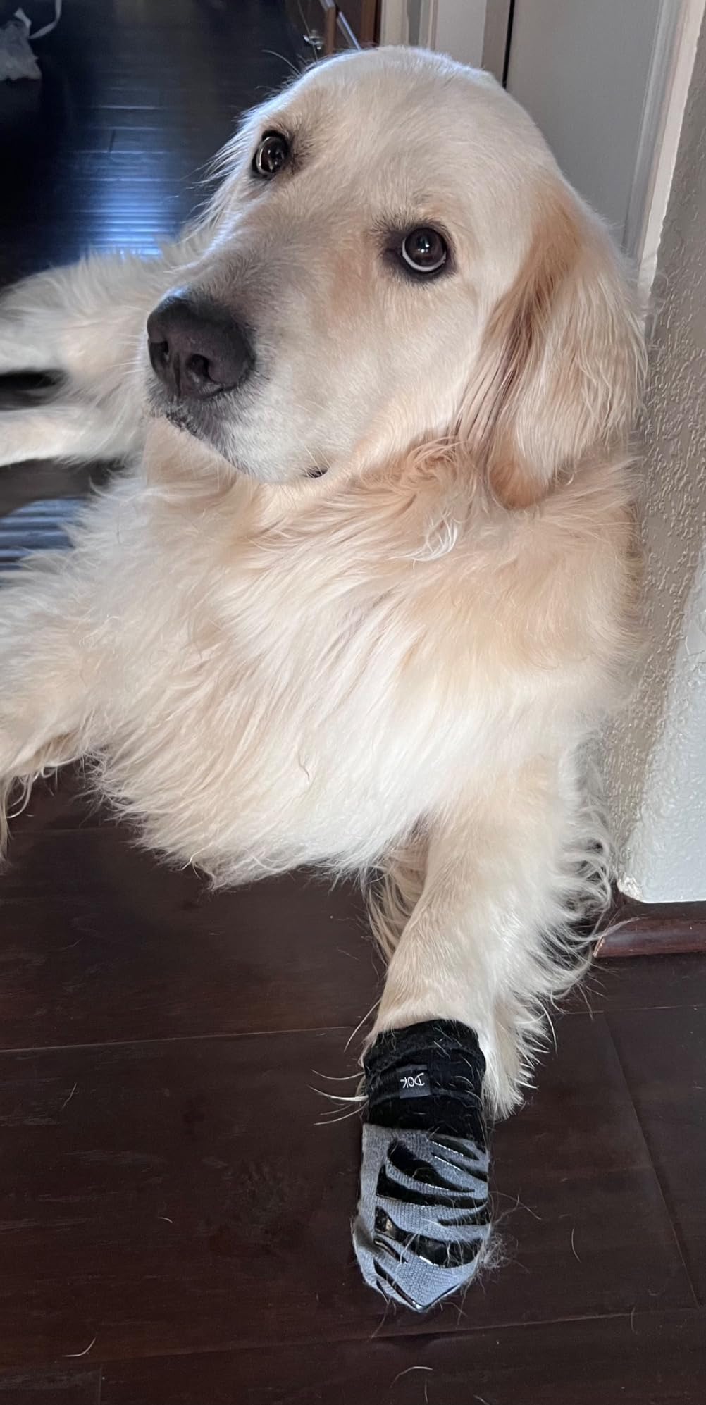 Labrador Retriever wearing dog grip socks instead of cone to prevent dog licking his paws