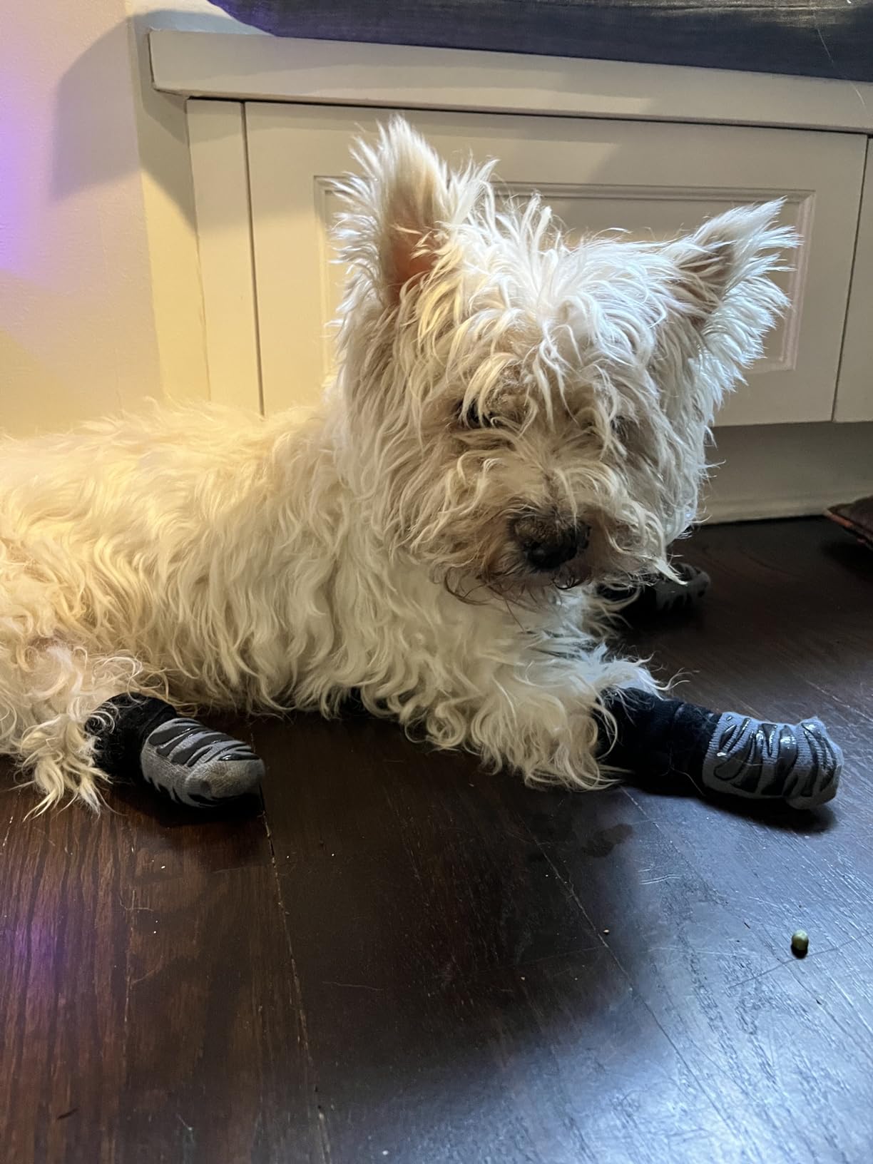 Small senior dog on hardwood floor that is wearing the TigerToes dog traction socks