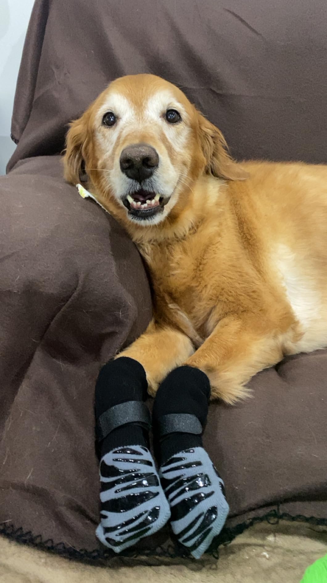 an old golden retriever that can no walk all over the house with the TigerToes dog no slip socks